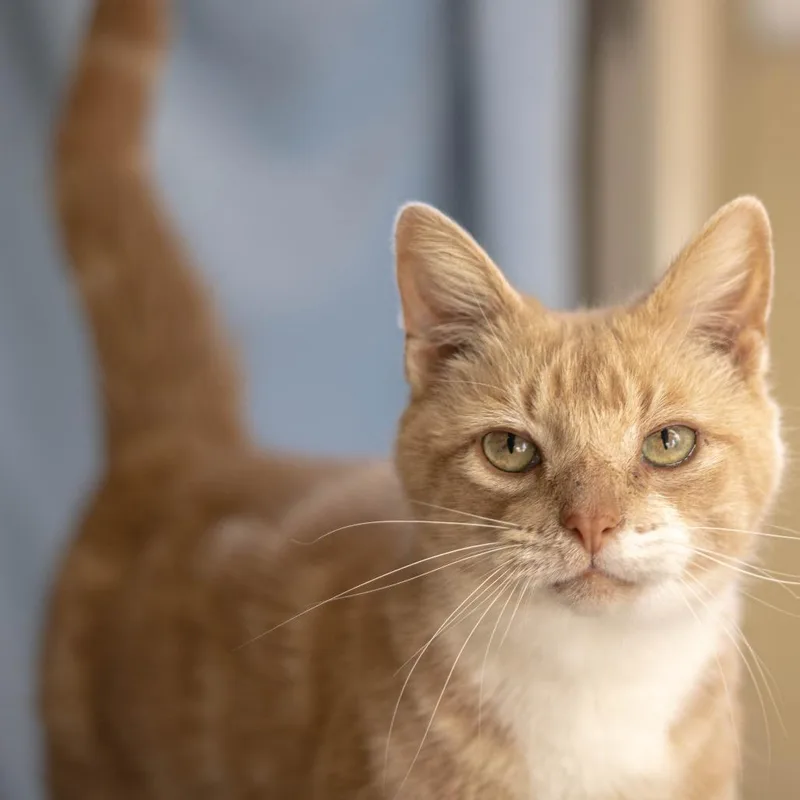A senior large-sized male Orange / Red Domestic Short Hair cat named Pickles for adoption in Attica, NY
