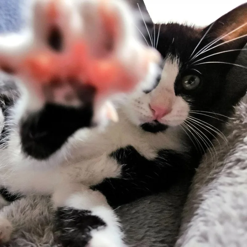 A baby small-sized female Domestic Short Hair cat named Slendie for adoption in Houston, TX