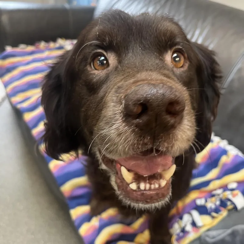 An adult medium-sized male Brown / Chocolate Cocker Spaniel dog named Boomer for adoption in Delaware, OH