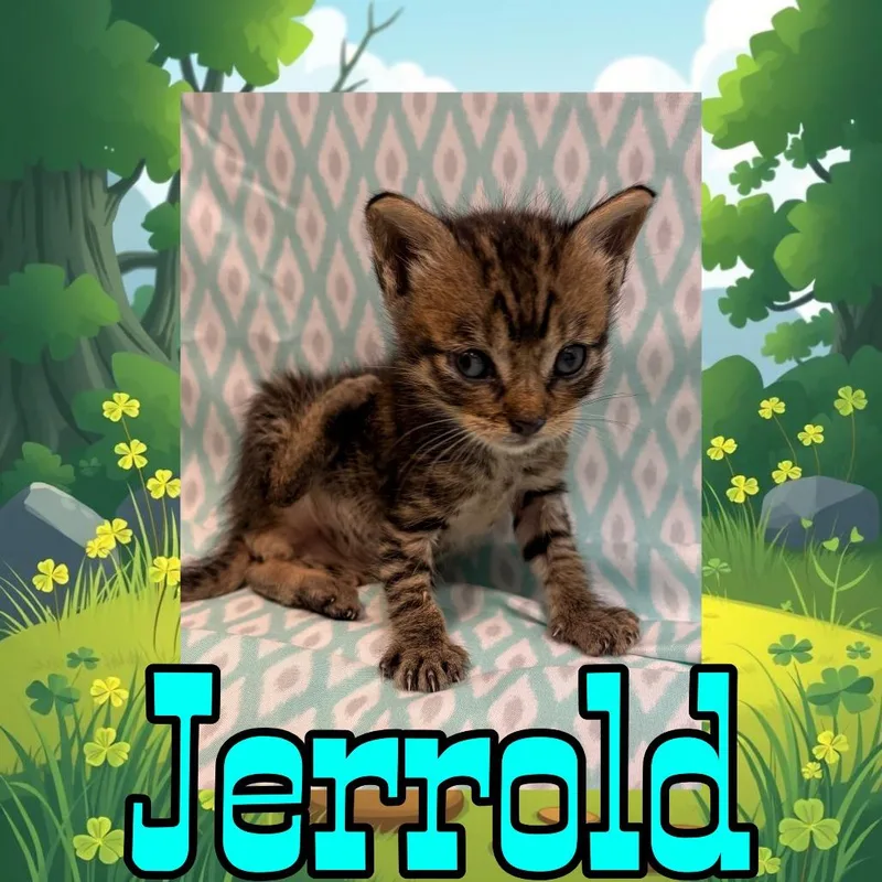Jerrold