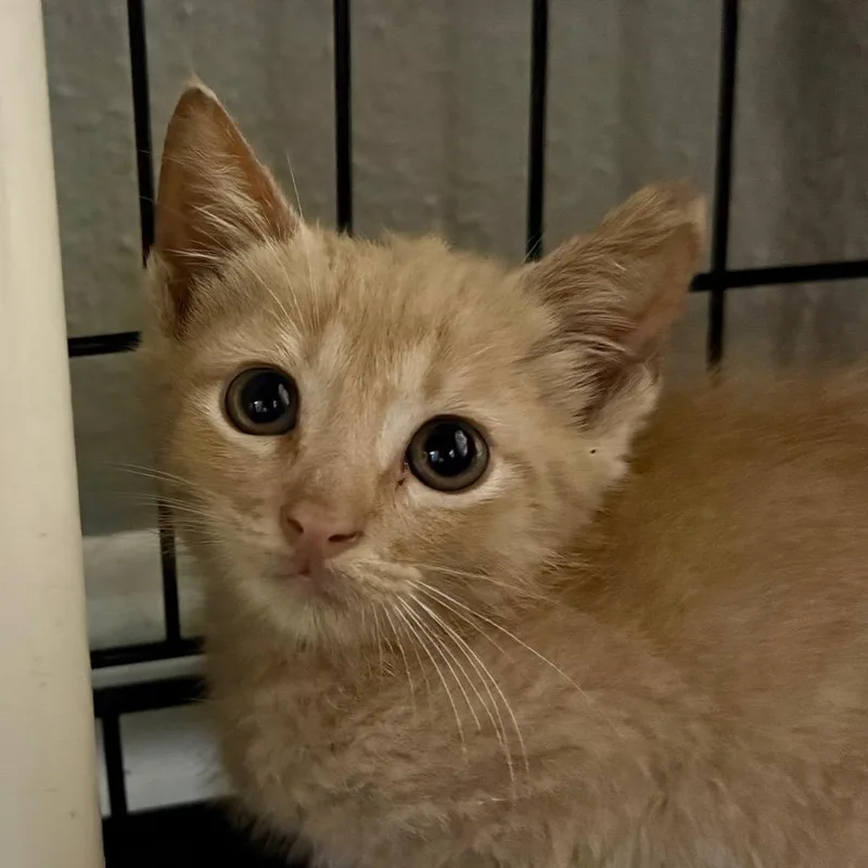 A baby small-sized male Buff / Tan / Fawn Domestic Short Hair cat named Butterscotch for adoption in Houston, TX