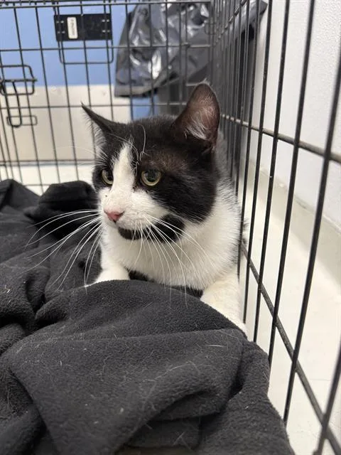 A young medium-sized male Domestic Short Hair cat named Oreo for adoption in Santa Cruz, CA