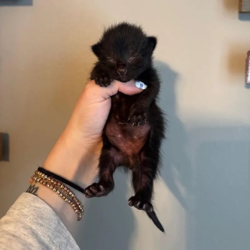 A baby medium-sized male Black Domestic Short Hair cat named Hive for adoption in Chattanooga, TN