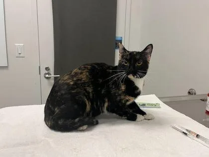 An adult medium-sized female Black Domestic Short Hair cat named Vanishing Under The Bridge for adoption in Kansas City, MO