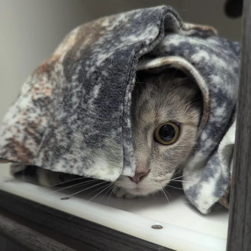 An adult small-sized female Gray / Blue / Silver Domestic Short Hair cat named Pickles for adoption in Jeffersonville, IN