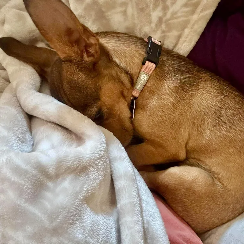 An adult small-sized female Apricot / Beige Chihuahua dog named Fawnda for adoption in Austin, TX