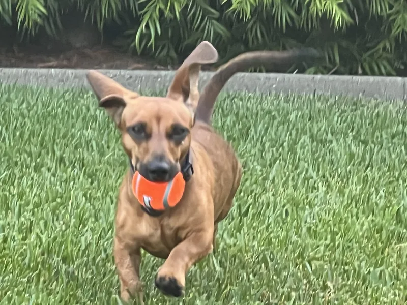 An adult small-sized male Dachshund dog named Bear and Oakley for adoption in Citrus Heights, CA