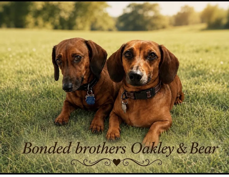 Bear and Oakley  thumbnail 3