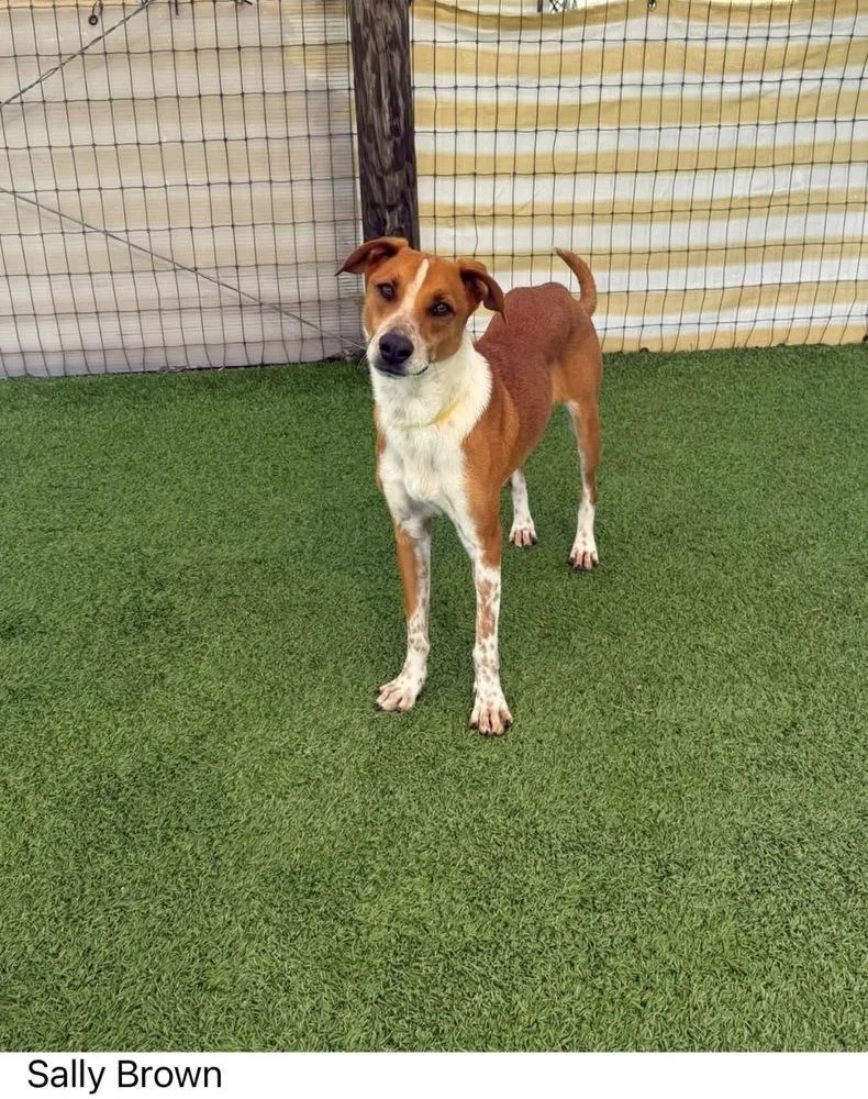 An adult medium-sized female Tricolor (Brown, Black, & White) Mixed Breed dog named Sally Brown for adoption in Winter Garden, FL