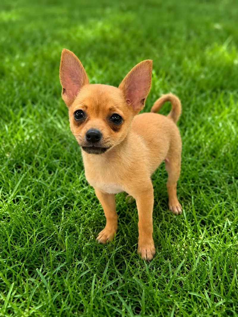 A baby small-sized male Yellow / Tan / Blond / Fawn Chihuahua dog named Pepito for adoption in Waldorf, MD