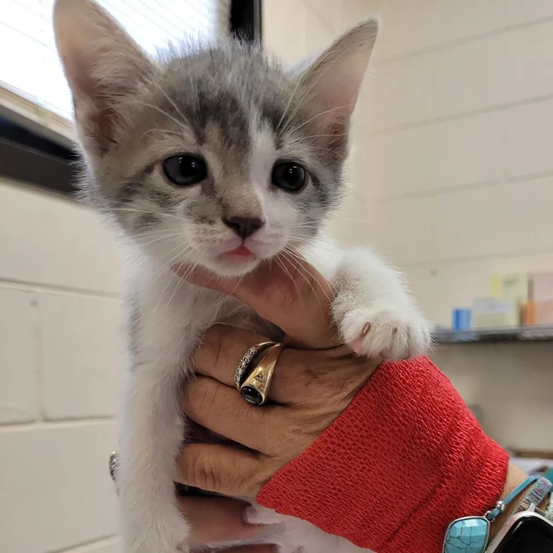 A baby small-sized female Gray / Blue / Silver Domestic Short Hair cat named 66181 for adoption in Lake Panasoffkee, FL