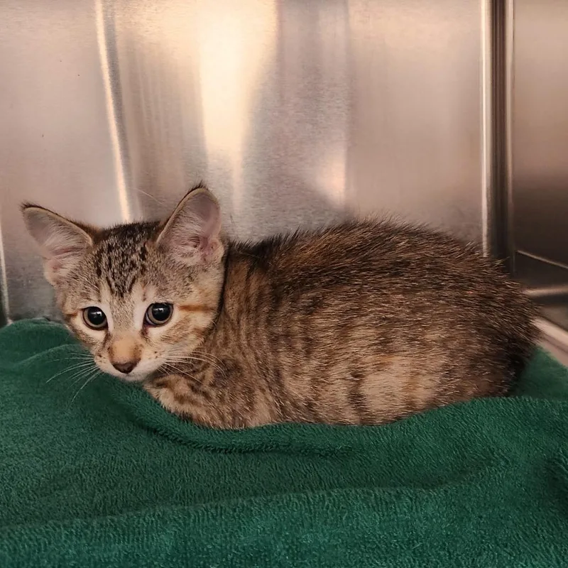 A baby small-sized female Brown / Chocolate Domestic Short Hair cat named Vegan Meatball for adoption in Springfield, MA