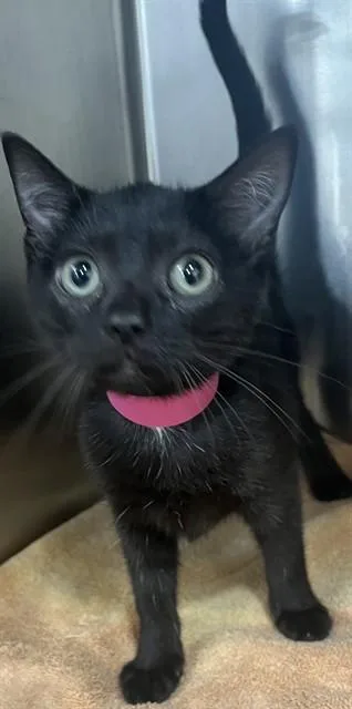 A baby small-sized female Domestic Short Hair cat named Giselle for adoption in Upper Marlboro, MD