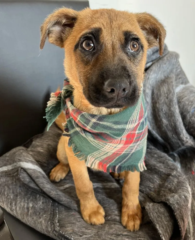 A baby medium-sized female Belgian Shepherd / Malinois dog named Koda for adoption in McFarland, CA