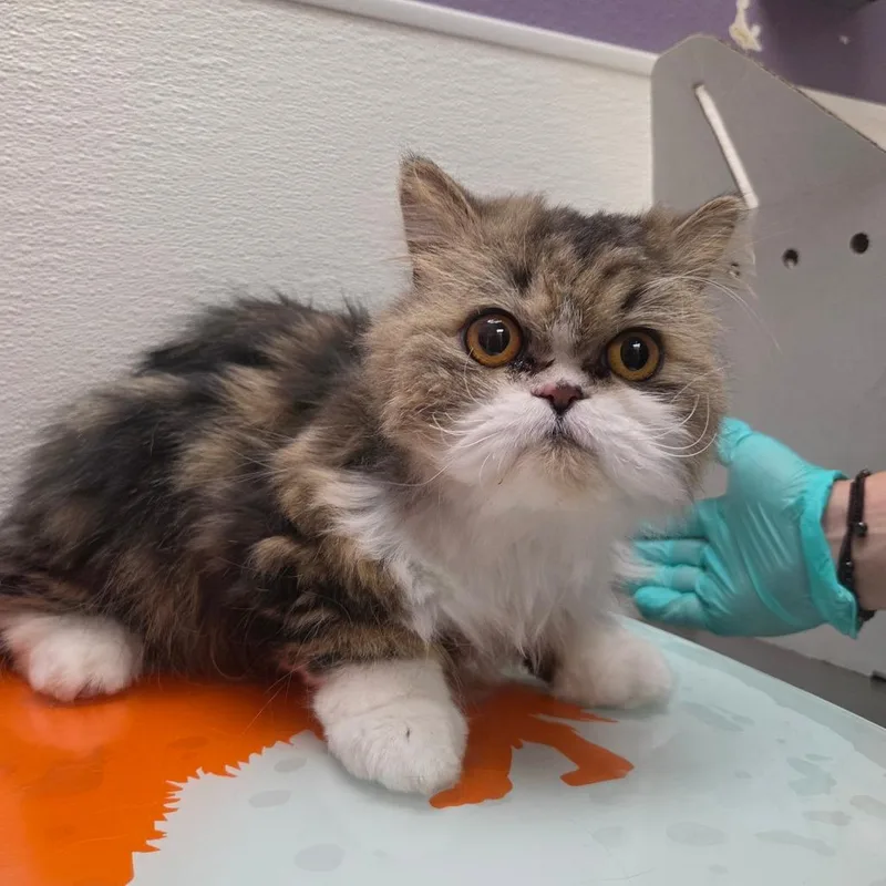 Stray Hold Sunflower