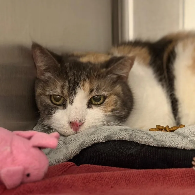 A senior small-sized female Calico Domestic Short Hair cat named Ms. Noelle for adoption in Tucson, AZ