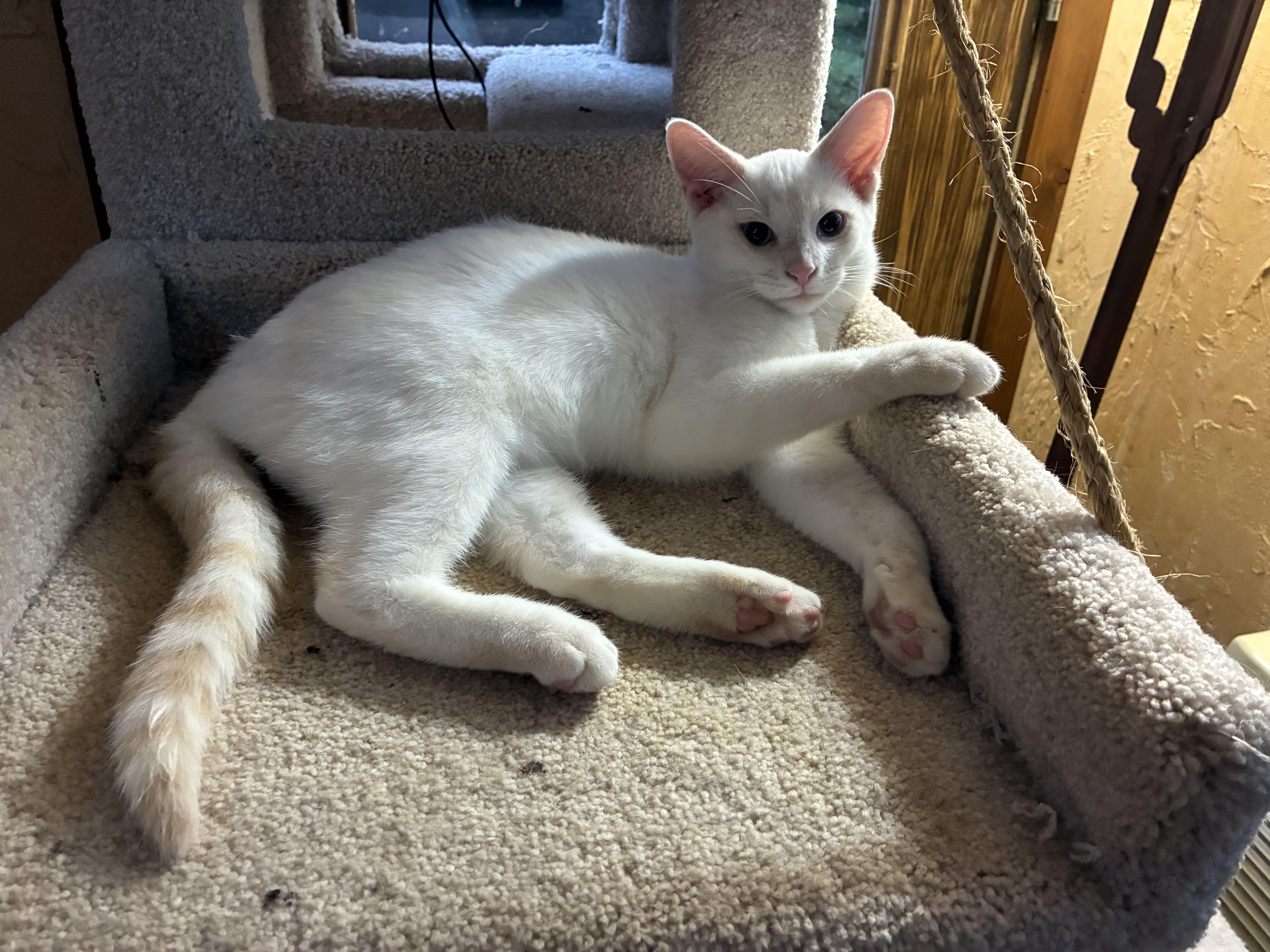 A baby small-sized male Flame Point Domestic Short Hair cat named Bingo for adoption in Indianapolis, IN