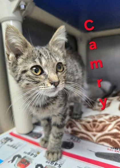 A young medium-sized female Domestic Short Hair cat named Camry for adoption in Sullivan, IN