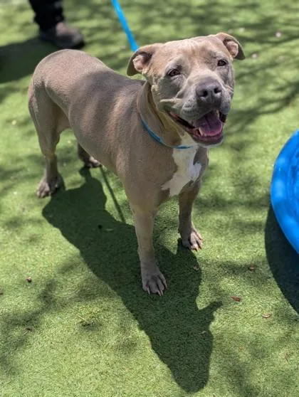 An adult medium-sized female Pit Bull Terrier dog named Marsina for adoption in El Paso, TX