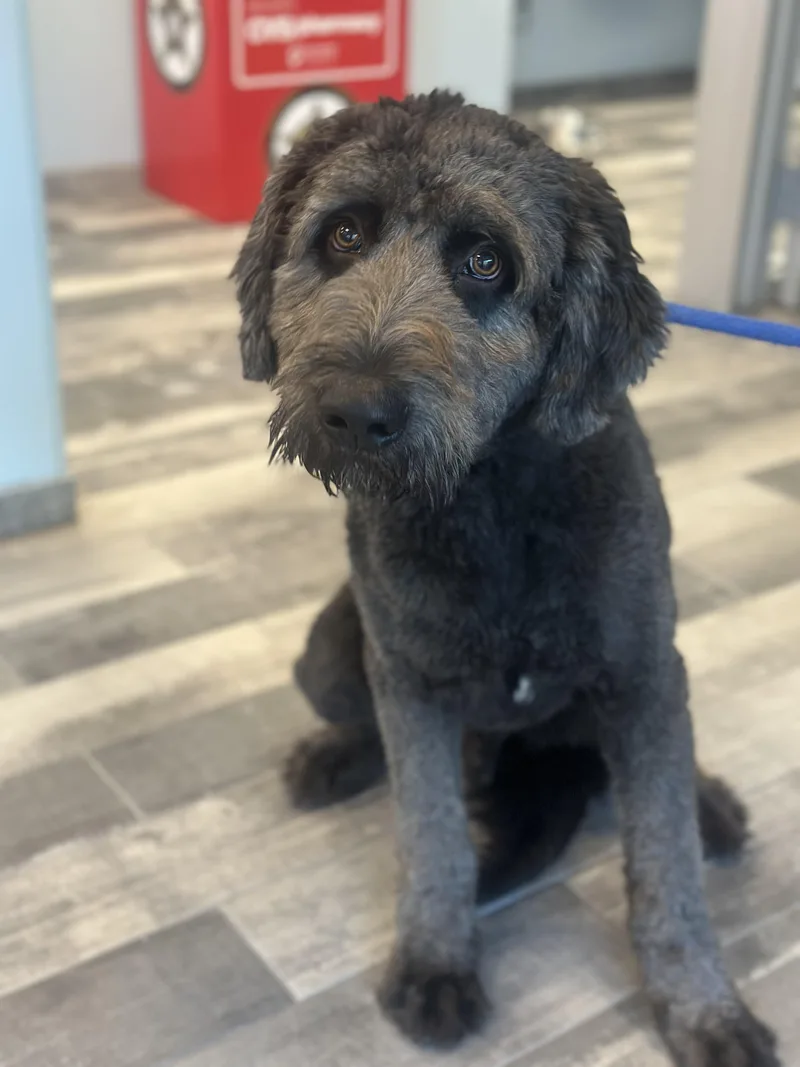 A young medium-sized male Poodle dog named Blue for adoption in Stafford, VA