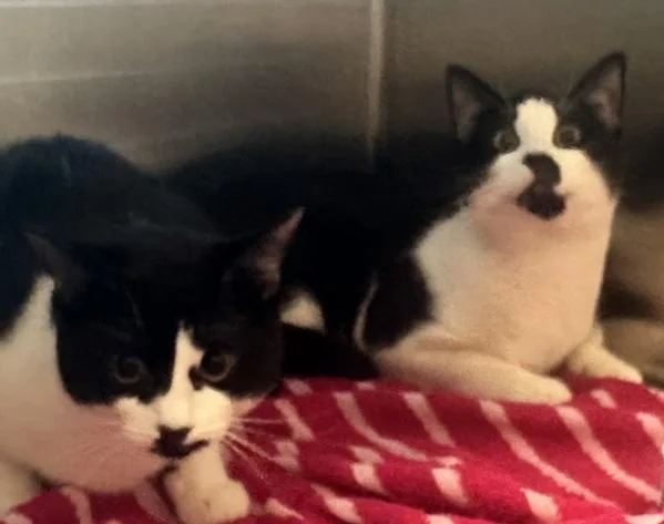 A young medium-sized male Domestic Short Hair cat named Ying for adoption in Stratham, NH