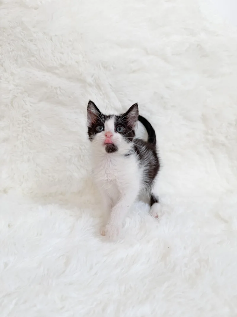 A baby medium-sized female Domestic Short Hair cat named Sesame for adoption in New Orleans, LA