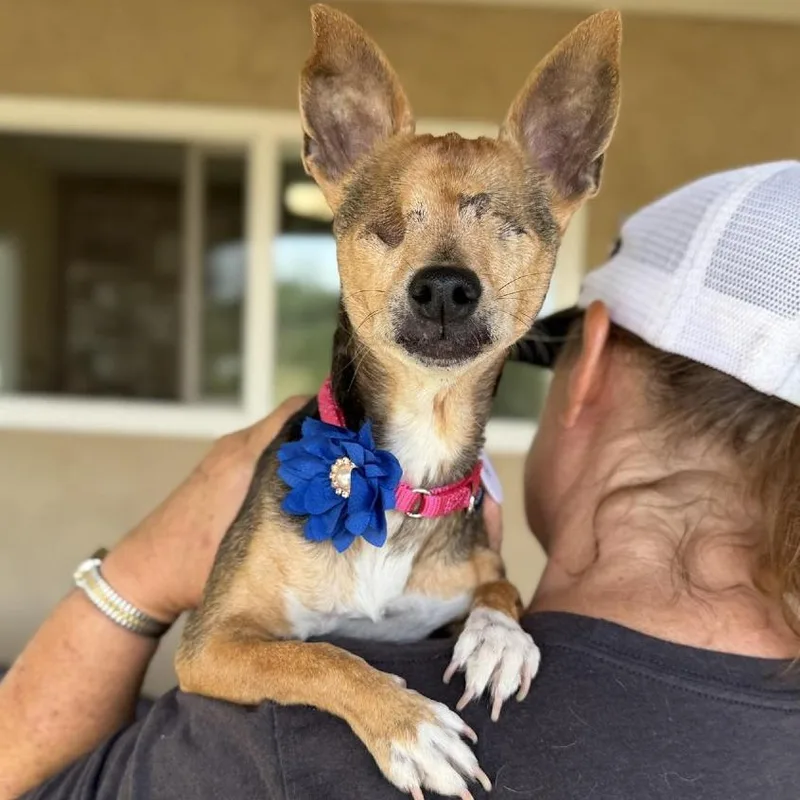 A senior small-sized female Brown / Chocolate Chihuahua dog named Sophie for adoption in Ramona, CA