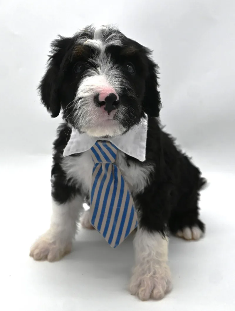 A baby large-sized male Bernadoodle dog named Sundance for adoption in Mobile, AL