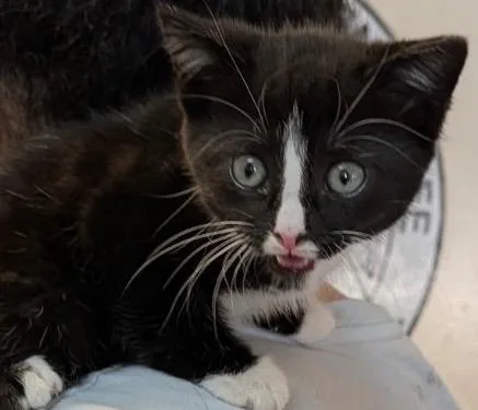 A baby small-sized female Domestic Medium Hair cat named Tilly for adoption in Elizabethton, TN