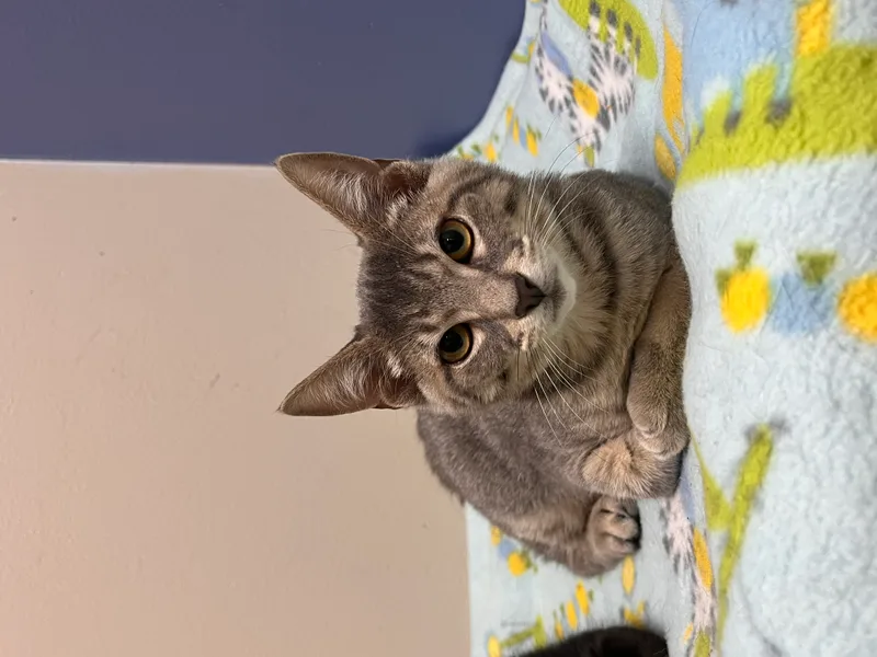 Greyling thumbnail 2