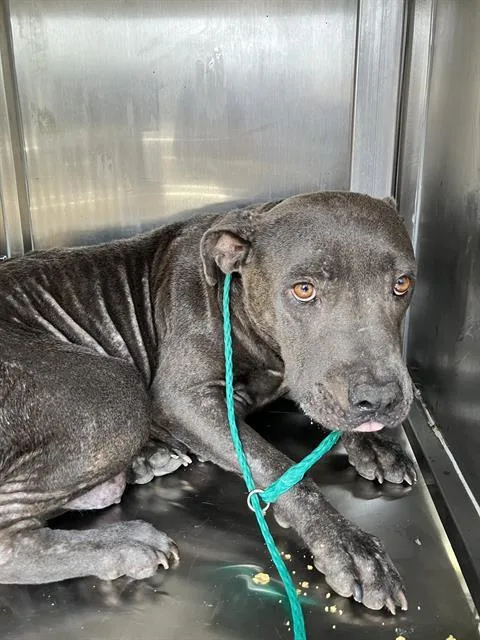 An adult large-sized female Mixed Breed dog named Lola for adoption in Dallas, TX