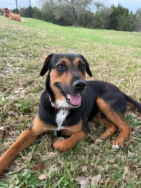 A young medium-sized male Tricolor (Brown, Black, & White) Hound dog named Elvis for adoption in Vernon, CT