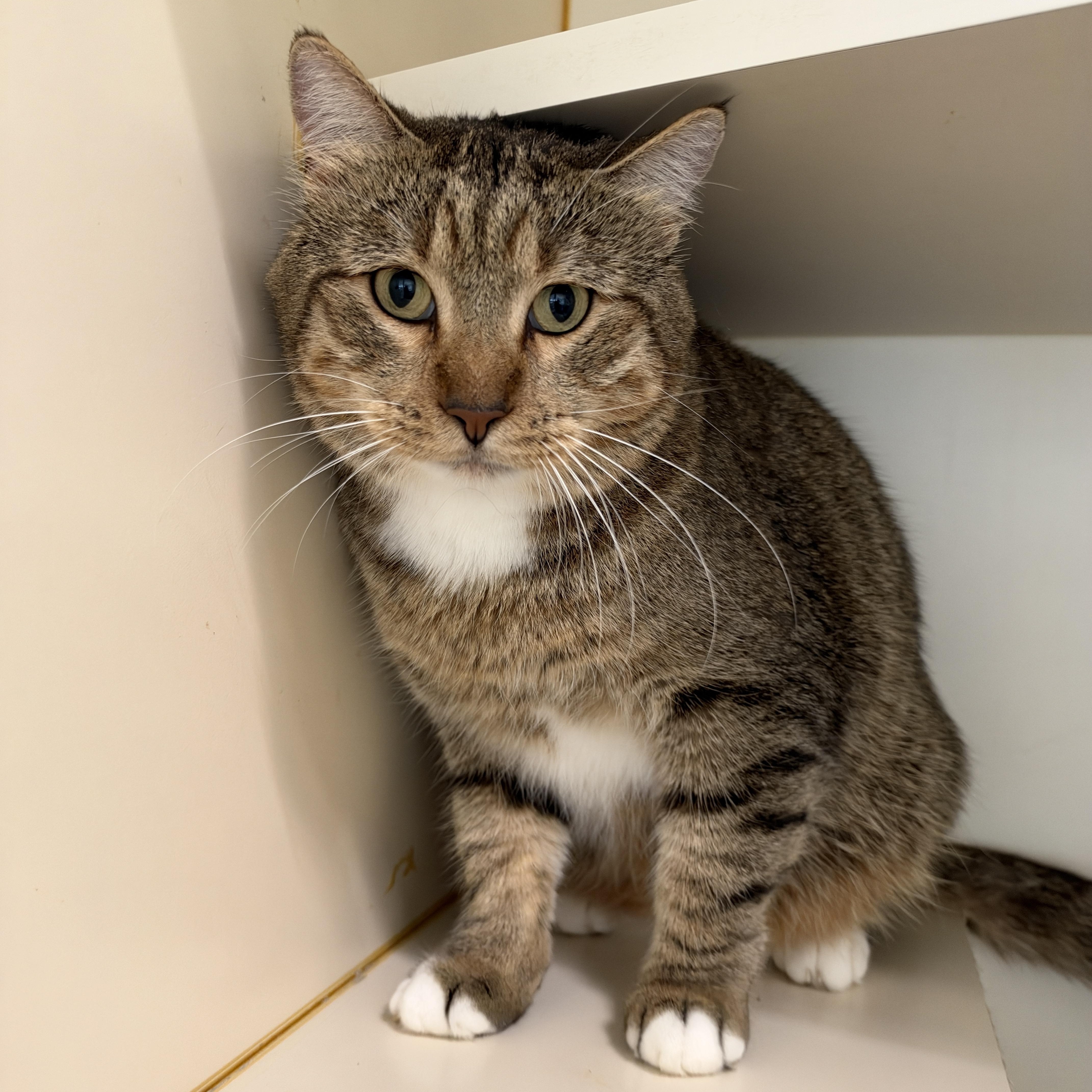 An adult medium-sized male Tabby (Brown / Chocolate) Domestic Short Hair cat named Wicket for adoption in Mokena, IL