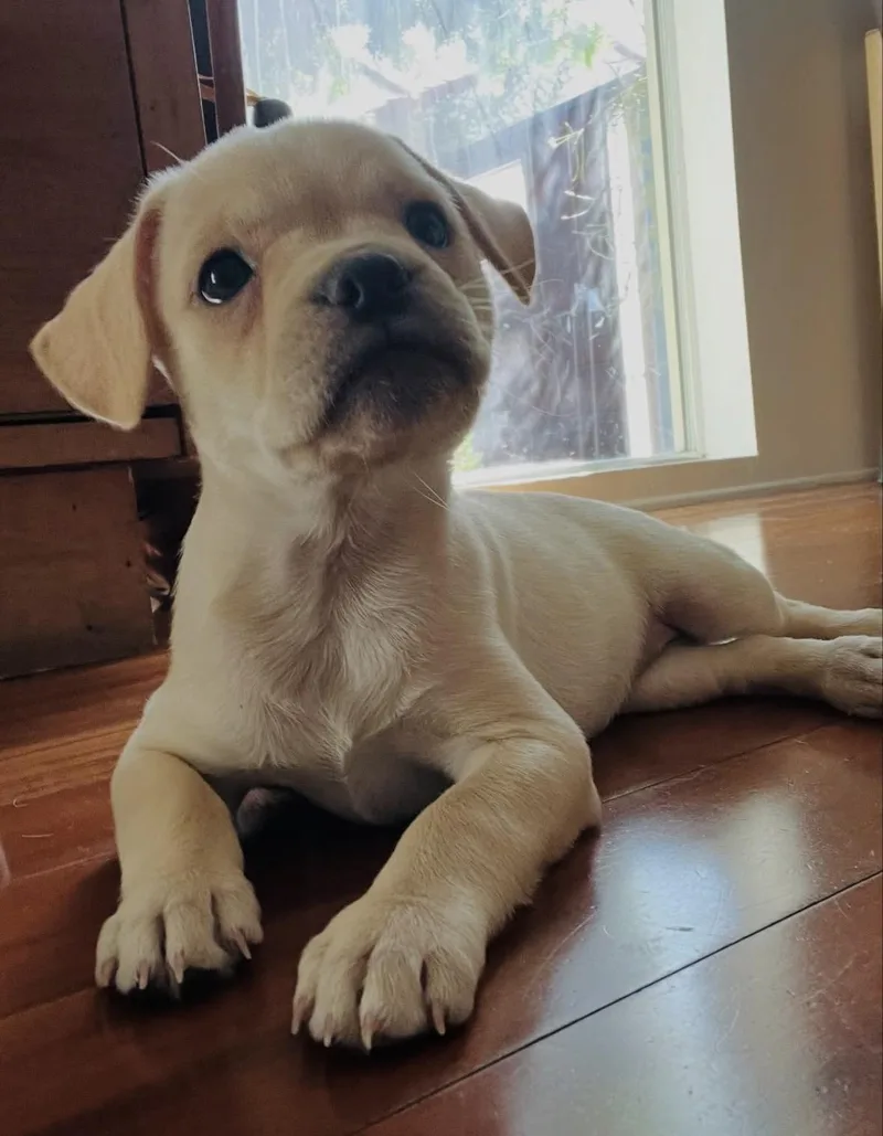 A baby medium-sized female Pit Bull Terrier dog named Kit for adoption in Pasadena, CA