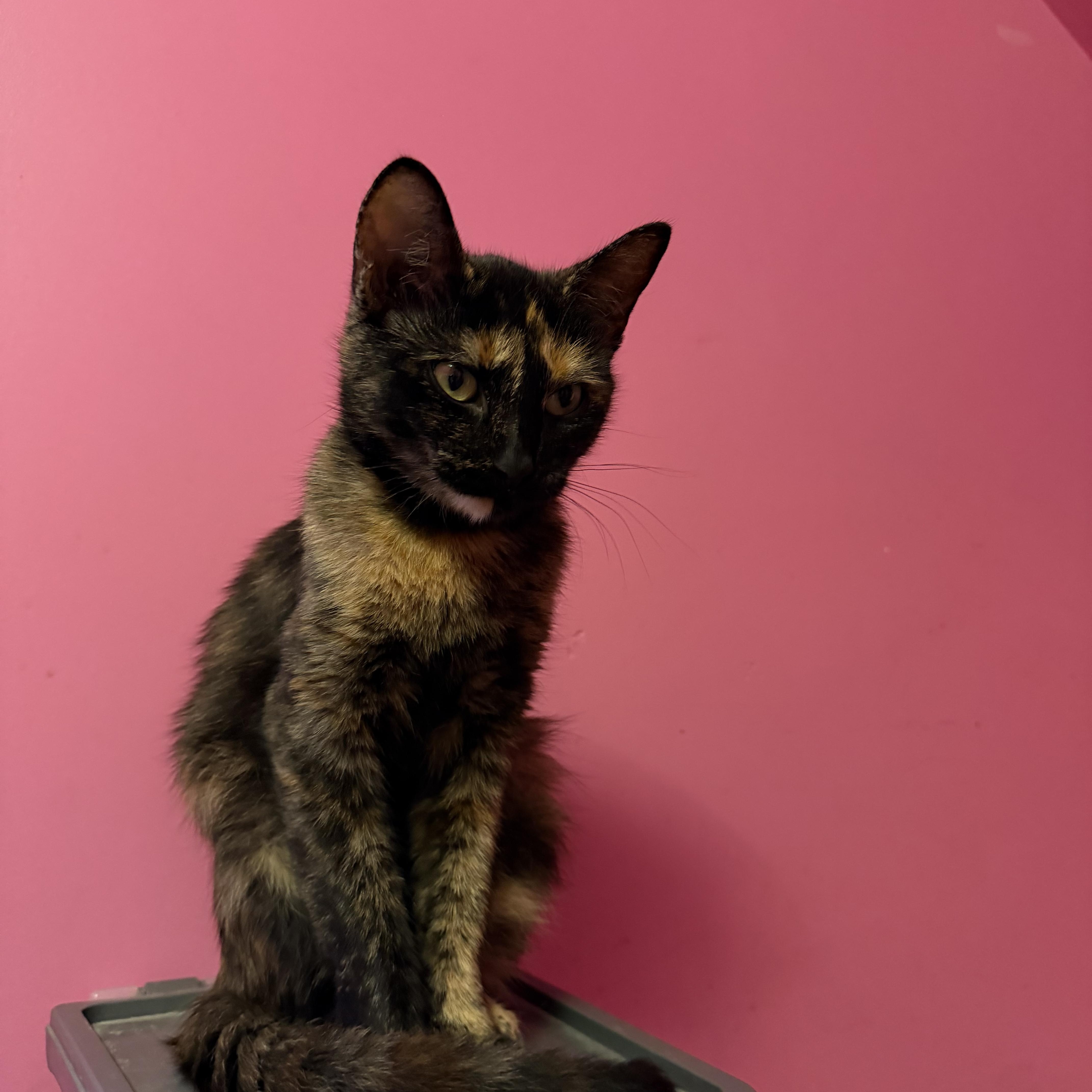 A young medium-sized female Tortoiseshell Domestic Short Hair cat named Peach for adoption in Lemont, IL