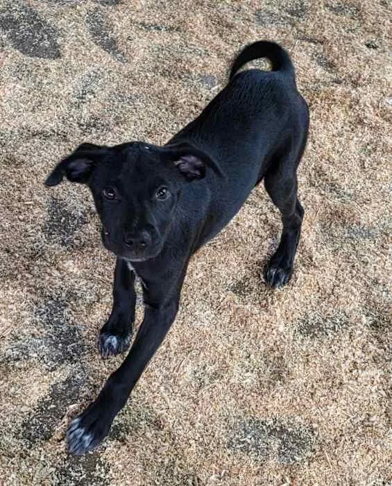 A young medium-sized female Black Australian Cattle Dog / Blue Heeler dog named Sprinkles for adoption in Watertown, CT