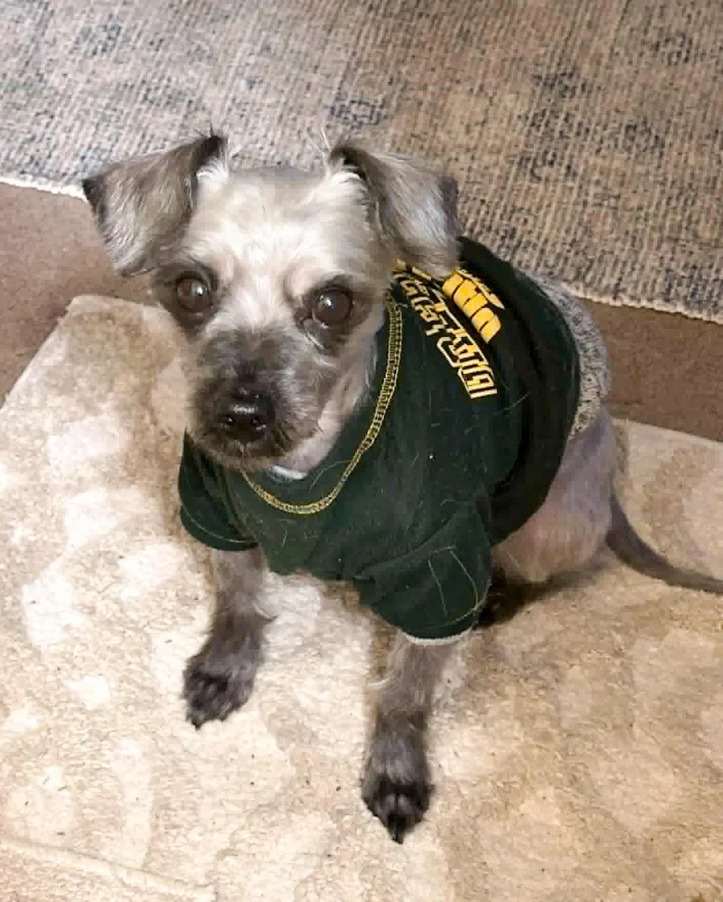 An adult small-sized male Gray / Blue / Silver Maltese dog named Dexter for adoption in Westmont, IL