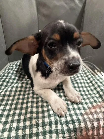 A baby small-sized male Mixed Breed dog named Uranus for adoption in Pleasanton, CA