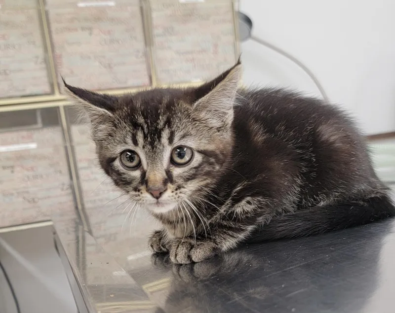 A baby medium-sized male American Shorthair cat named Pablo for adoption in Pueblo, CO