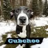 Cubchoo thumbnail 3