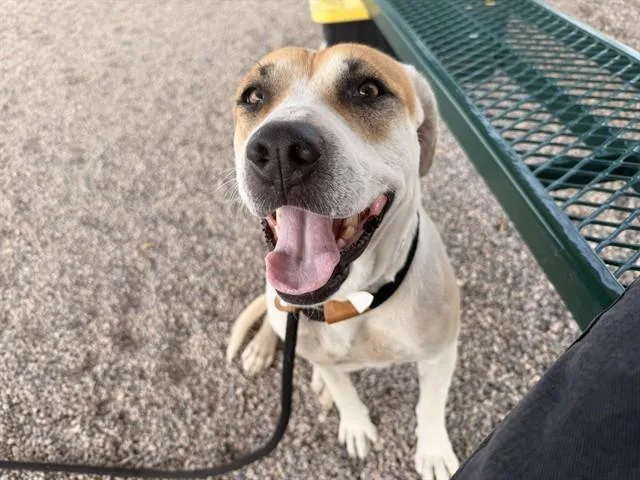 A young large-sized female Labrador Retriever dog named Marcie for adoption in Mesa, AZ