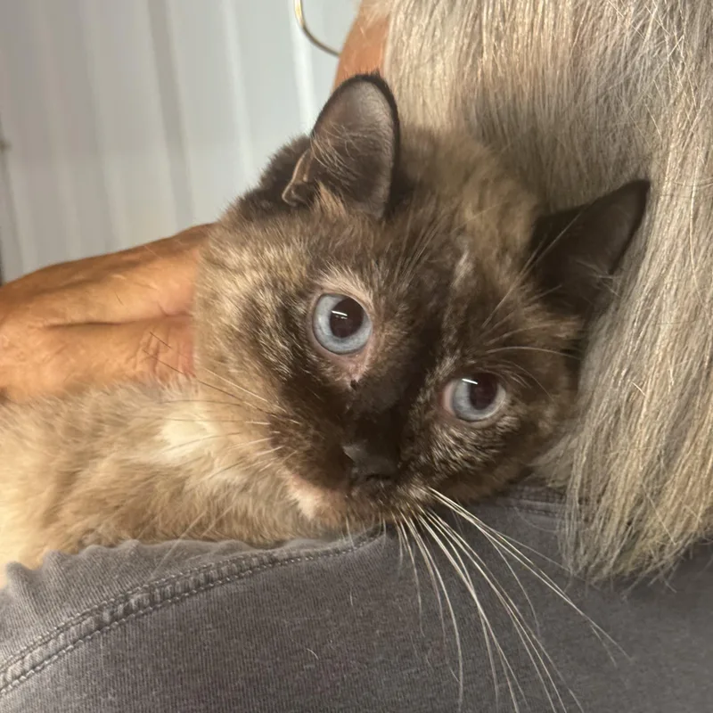 An adult medium-sized female Tortoiseshell Siamese cat named Tippy Toe Marmalade for adoption in Lees Summit, MO