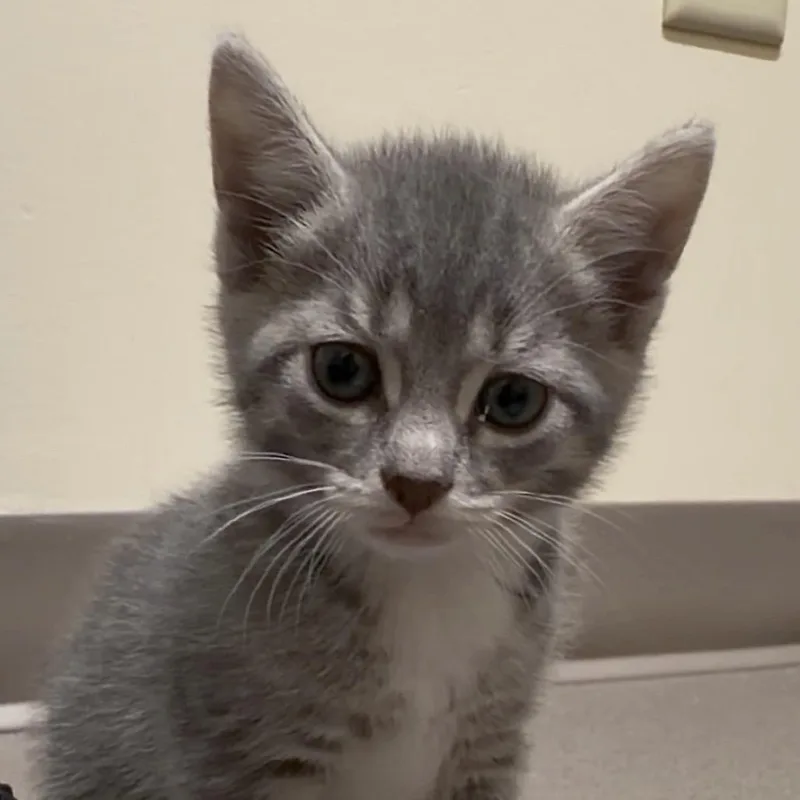 A baby small-sized female Gray / Blue / Silver Domestic Short Hair cat named Peanut for adoption in Middlebury, VT