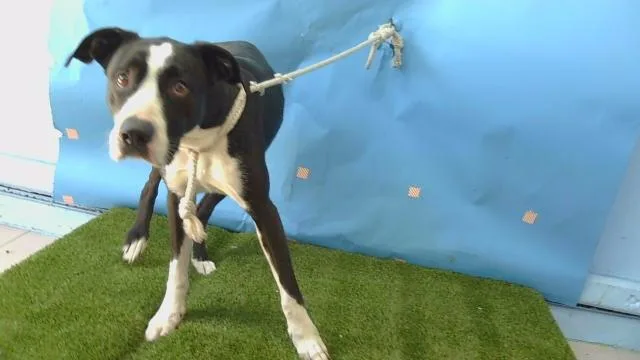 A young large-sized female Pit Bull Terrier dog named Pebbles for adoption in Gardena, CA