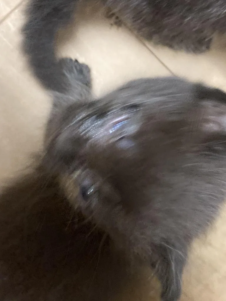 A baby medium-sized female Domestic Short Hair cat named Margot for adoption in Burnsville, NC