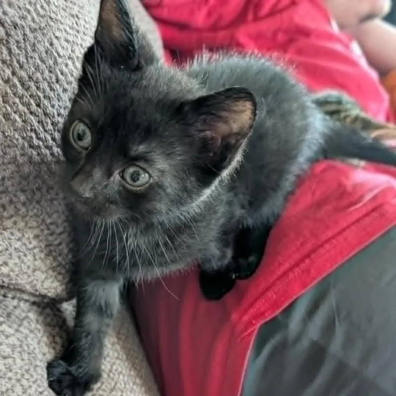 Tiny Tot