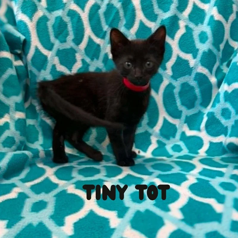 Tiny Tot thumbnail 4