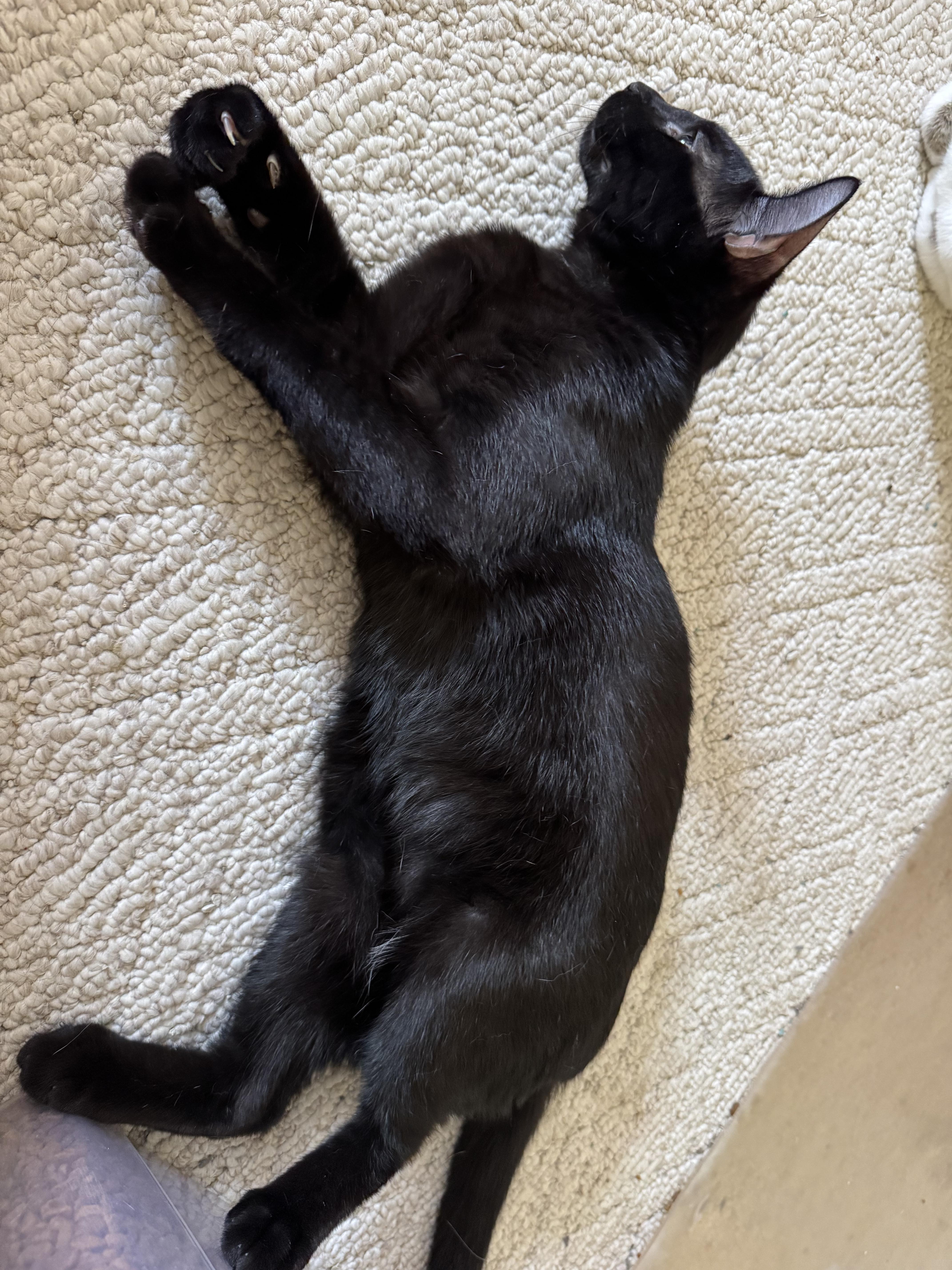 A young small-sized male Domestic Short Hair cat named Charcoal for adoption in Randolph, AL