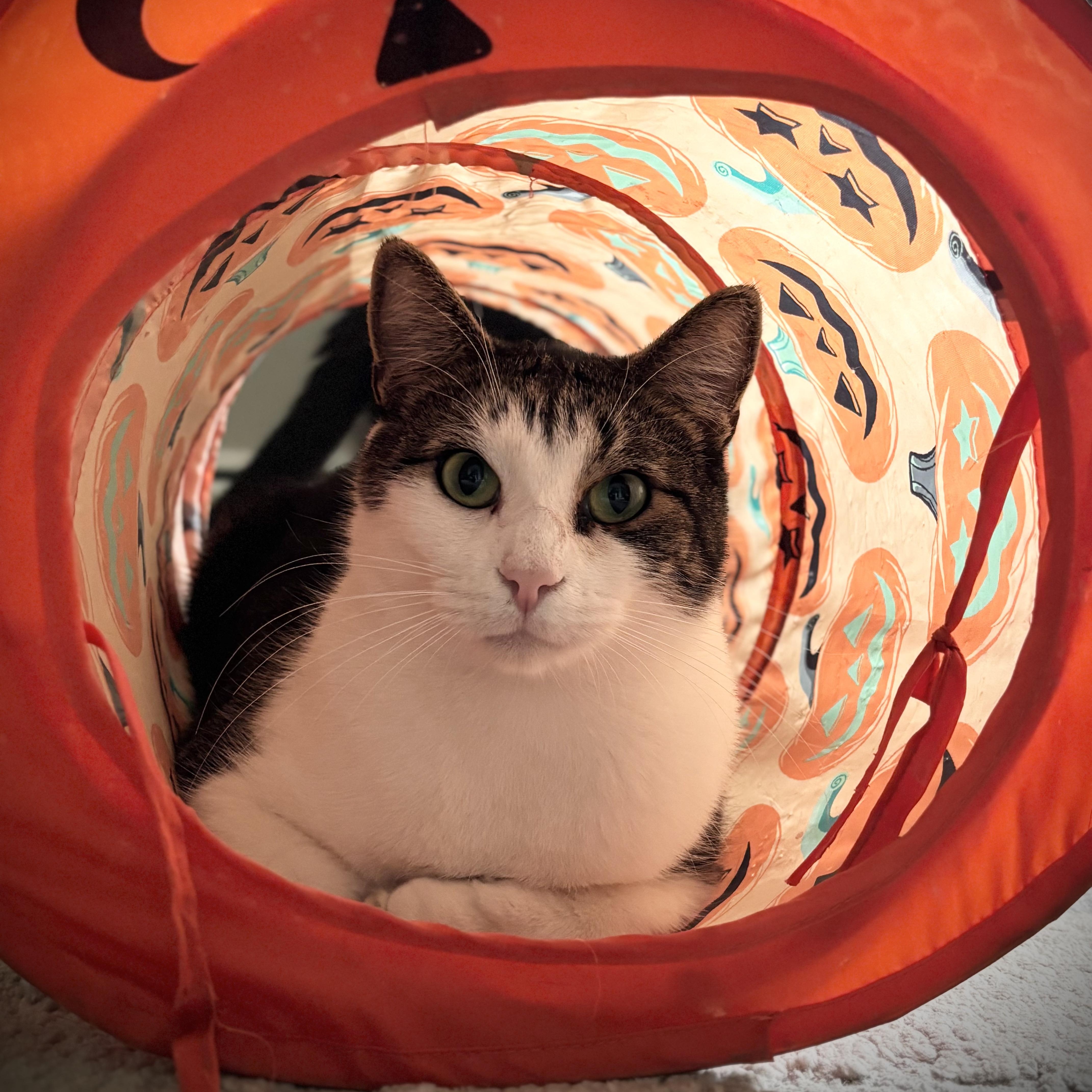 A young medium-sized male White Domestic Short Hair cat named Tiny for adoption in Buffalo, NY