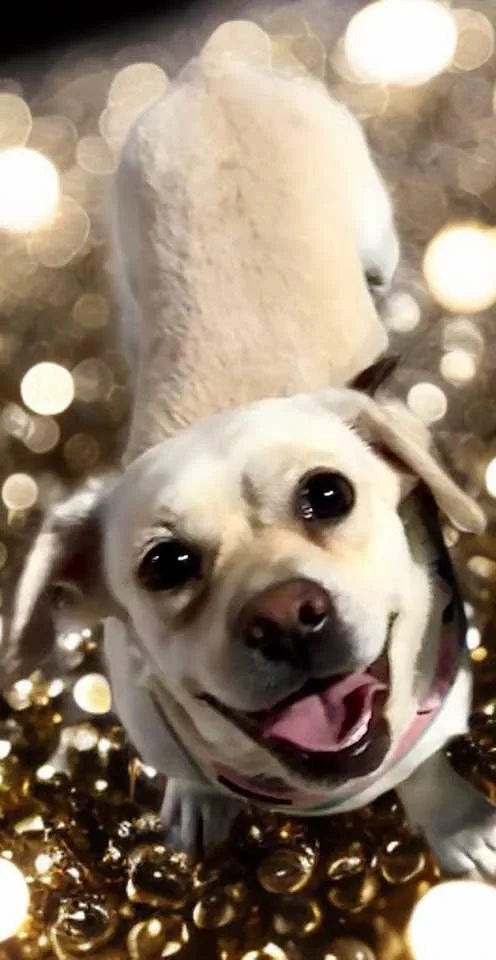 An adult medium-sized female White / Cream Puggle dog named Korra for adoption in Las Vegas, NV